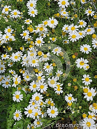 Bubbles and daisies green yellow white Stock Photo