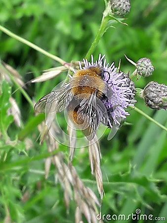 Buble bee on purple dispel Stock Photo