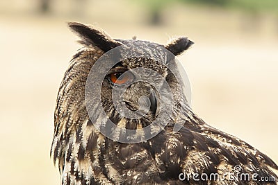 Eagle Owl, Bubo bubo, bird of prey Stock Photo