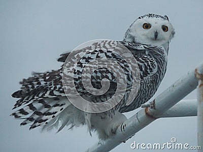 Closeup of snowy owl, Bubo scandiacus Stock Photo