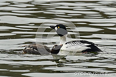 Bucephala clangula, common goldeneye flirts in spring Stock Photo