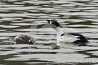 Bucephala clangula, common goldeneye flirts in spring Stock Photo