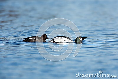 Bucephala clangula, Common Goldeneye Stock Photo