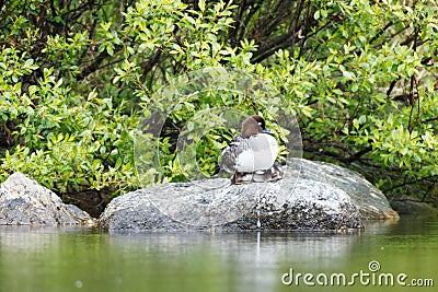 Bucephala clangula, Common Goldeneye Stock Photo