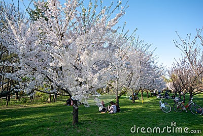 Bucharest in the spring time , Japanese garden in Herastrau park , Romania Editorial Stock Photo
