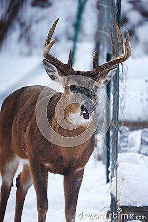 Buck with antlers and mouth open - White-tailed deer in wintry setting - Odocoileus virginianus Stock Photo