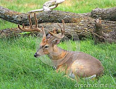 Buck deer in velvet Stock Photo