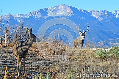 A Buck and Doe Deer Exchange Glance at Mating Season Stock Photo