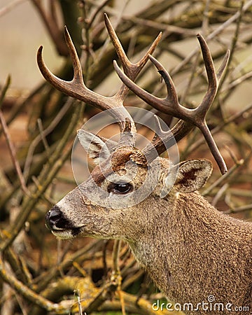 Buck With Drop Tine Stock Photo