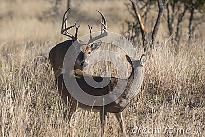 Buck in full rut following a doe in heat Stock Photo