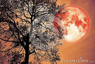 buck moon on night sky back over silhouette dark forest Stock Photo