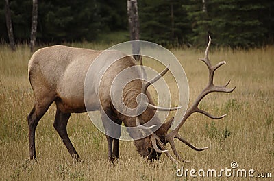 Buck/Moose Stock Photo