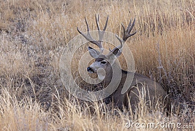 Mule Deer Buck Bedded in Autumn in Colorado Stock Photo