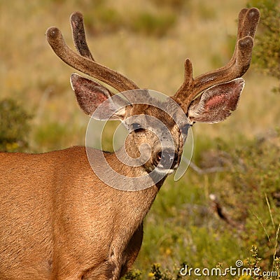 Buck With Uneven Antlers Stock Photo
