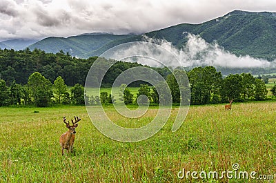 Buck in velvet, Cades Cove, Great Smoky Mountains Stock Photo