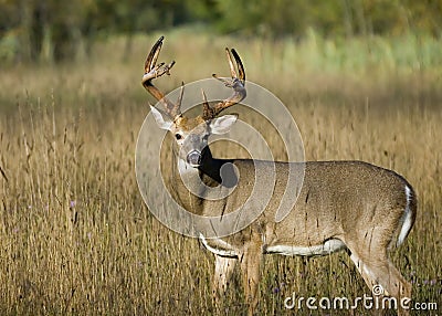 Buck Whitetail Deer Stock Photo