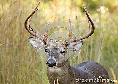 Buck Whitetail Deer Stock Photo