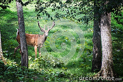 Buck Whitetail Deer in forest Stock Photo
