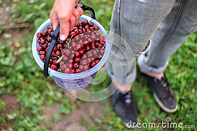 a bucket of beautiful juicy ripe cherries, a bucket of collected berries cherry Stock Photo