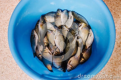 A bucket of caught crucian fish and gobies. Great catch on a float in a river Stock Photo