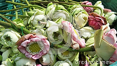 Bucket of folded petal Lotus Stock Photo