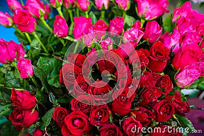 Bucket of fresh beautiful bright red and pink color rose flower with water spray and green leaves background selling in market Stock Photo