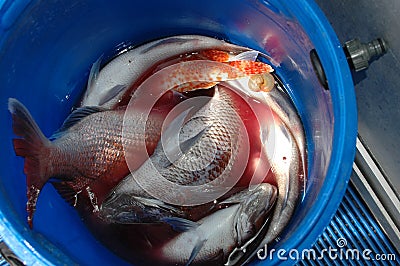 A bucket of freshly caught fish. Stock Photo