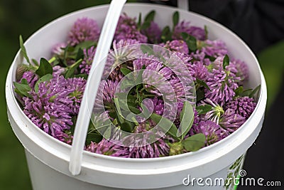 A bucket of harvested red clover, a medicinal plant for the preparation of medicine Stock Photo