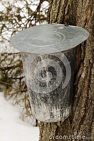Bucket hooked up to maple tree to collect sap for maple syrup Stock Photo