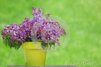 Bucket of lilacs Stock Photo