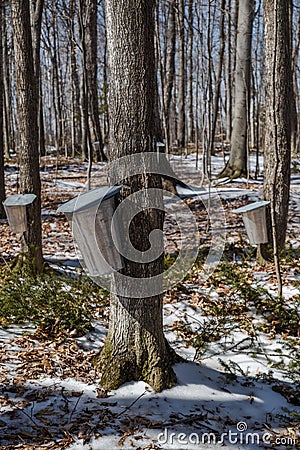 Multiple buckets placed on Maple trees to collect sap to produce Maple Syrup Stock Photo