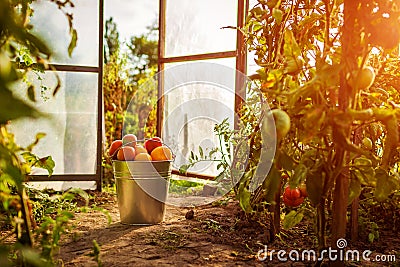 Bucket of red tomatoes at greenhouse on farm. Farming, gardening concept Stock Photo