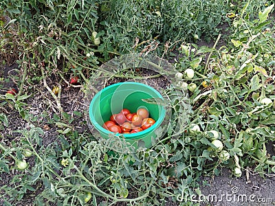 Bucket with tomatoes on a background of tomato bushes Stock Photo