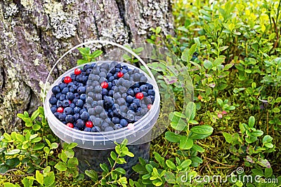 Bucket with wild berries bilberry Stock Photo