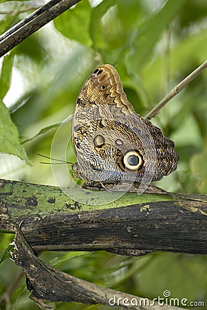 Buckeye butterfly Stock Photo
