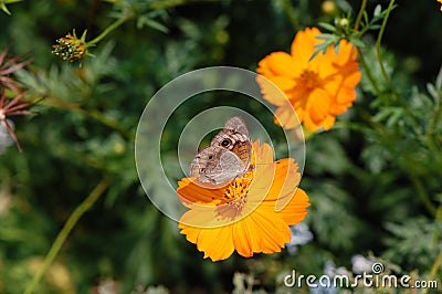 Buckeye Butterfly on Orange Flower Stock Photo