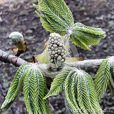 Buckeye flower Stock Photo