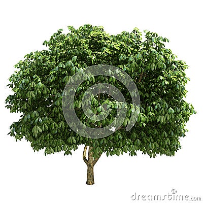 Buckeye Tree Isolated Stock Photo