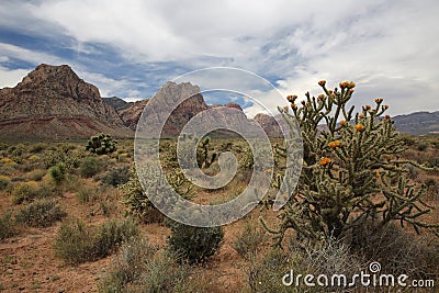 Buckhorn Cholla Cactus, Nevada Stock Photo