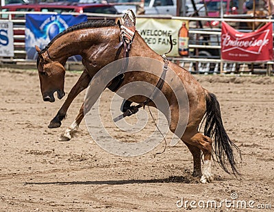 Bucking Bronco Editorial Stock Photo