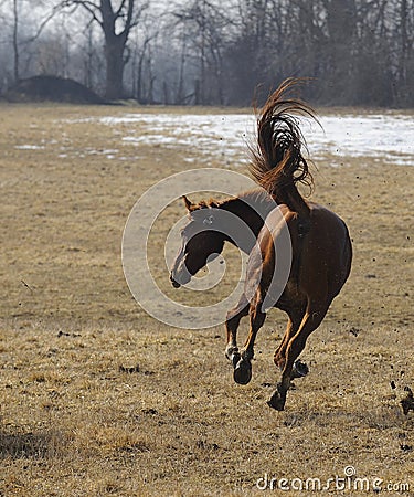 Bucking horse Stock Photo