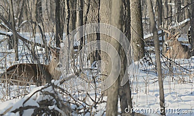 Bucks Bedded Down In Snow Blanketed Forest Stock Photo