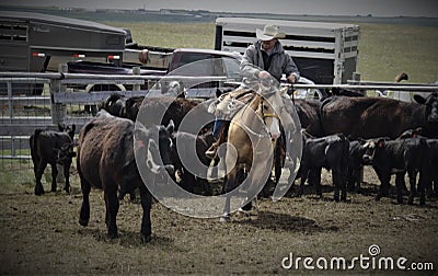 Buckskin Quarter horse western ranch working cattle Editorial Stock Photo
