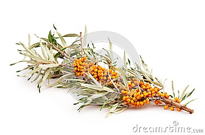 Buckthorn branch Stock Photo