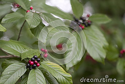 Buckthorn Bush with Red and Black Berries - Rhamnus caroliniana Stock Photo
