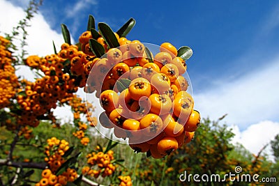 Buckthorn orange berries Stock Photo
