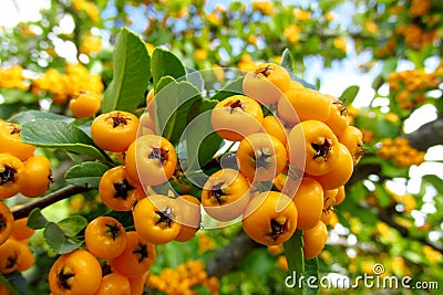 Buckthorn orange berries Stock Photo