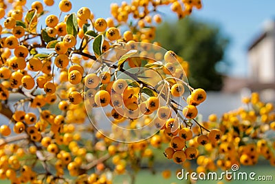 Buckthorn orange berry on a tree Stock Photo