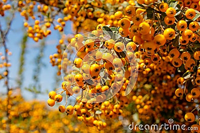 Buckthorn orange berry on a tree Stock Photo