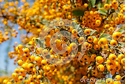 Buckthorn orange berry on a tree Stock Photo